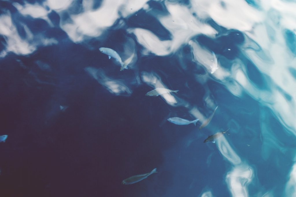 Something Fishy