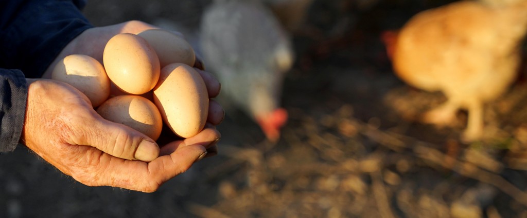 “Eggs”-actly What you Need to Know