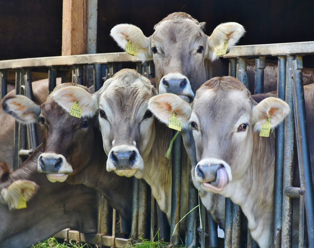 Dairy Amazing!