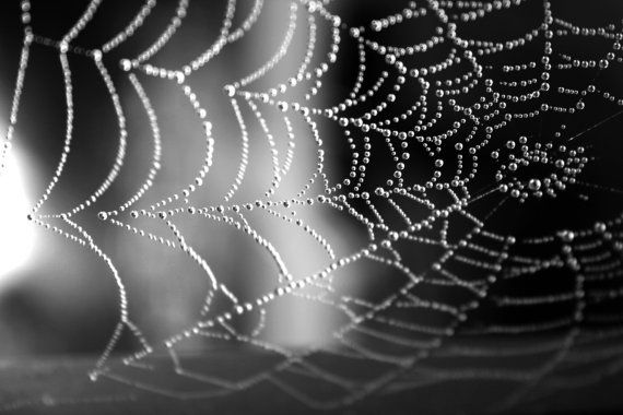 Are You Caught in a Web?