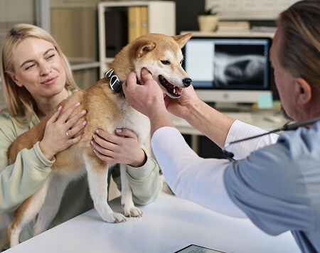 Pet Health Insurance-image